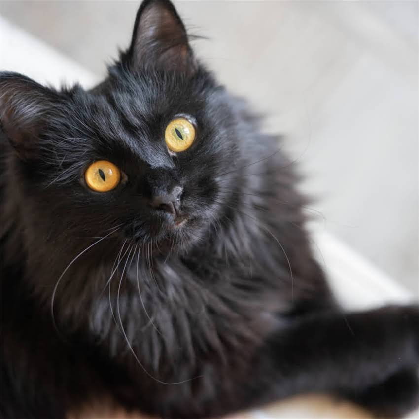 图片 金毛犬尿血怎么办？全面病因及科学应对措施1.jpg