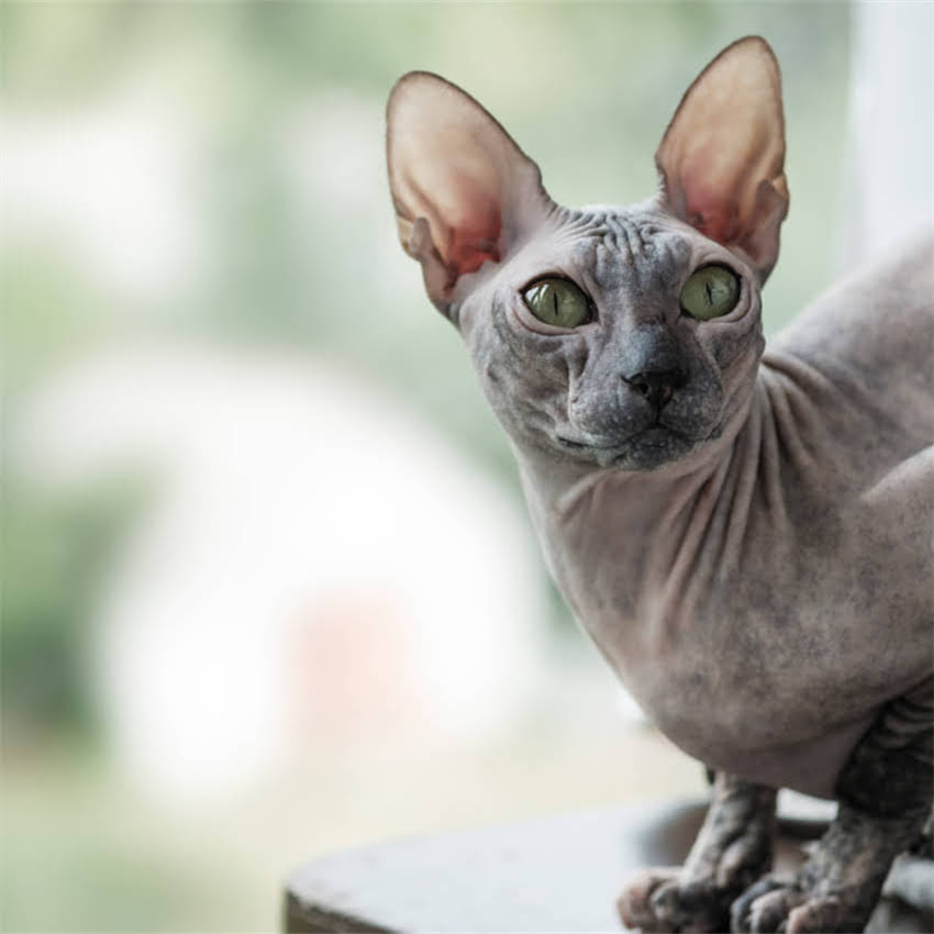 图片 金毛犬尿血怎么办？全面病因及科学应对措施2.jpg