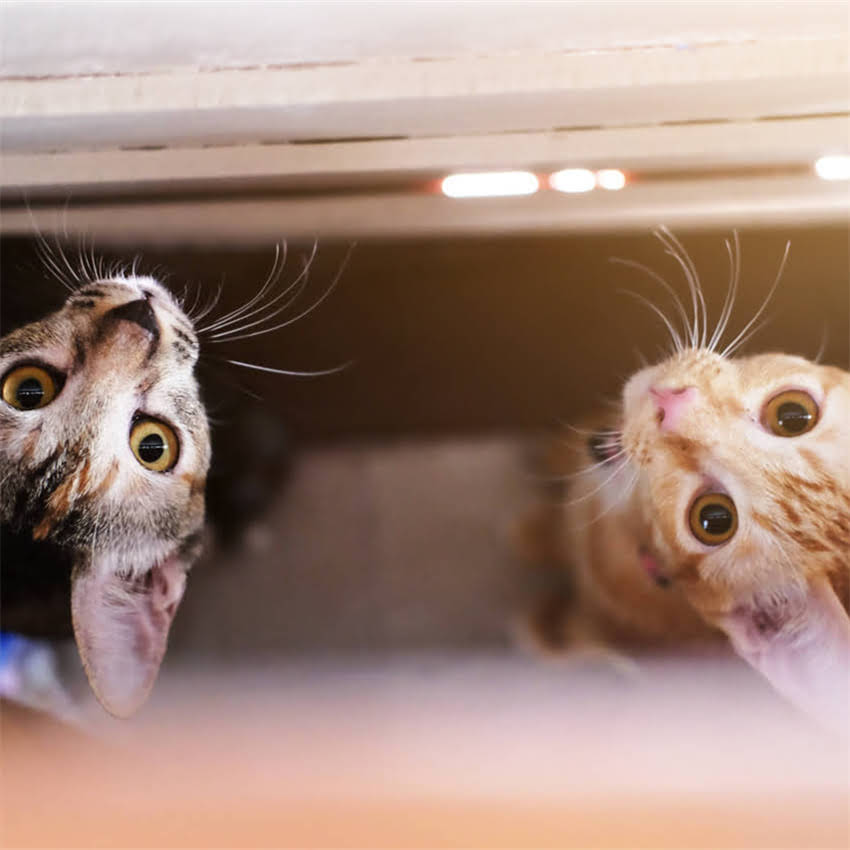 图片 金毛犬必学10项训练：从幼犬到成犬的全周期培养指南.jpg