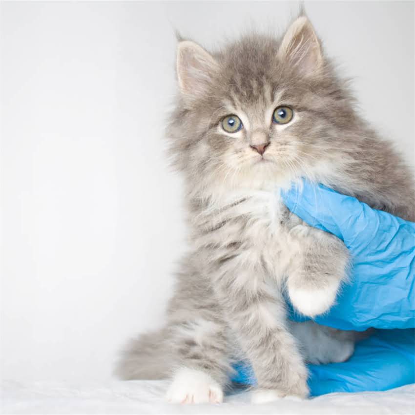 图片 金毛犬必学10项训练：从幼犬到成犬的全周期培养指南1.jpg