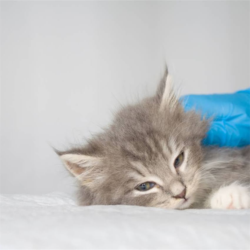 图片 金毛犬必学10项训练：从幼犬到成犬的全周期培养指南2.jpg