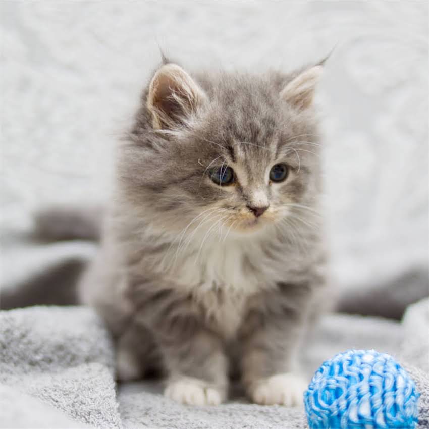 图片 金毛犬感冒流鼻涕怎么办？家庭护理与专业治疗全指南（附症状识别与预防措施）.jpg