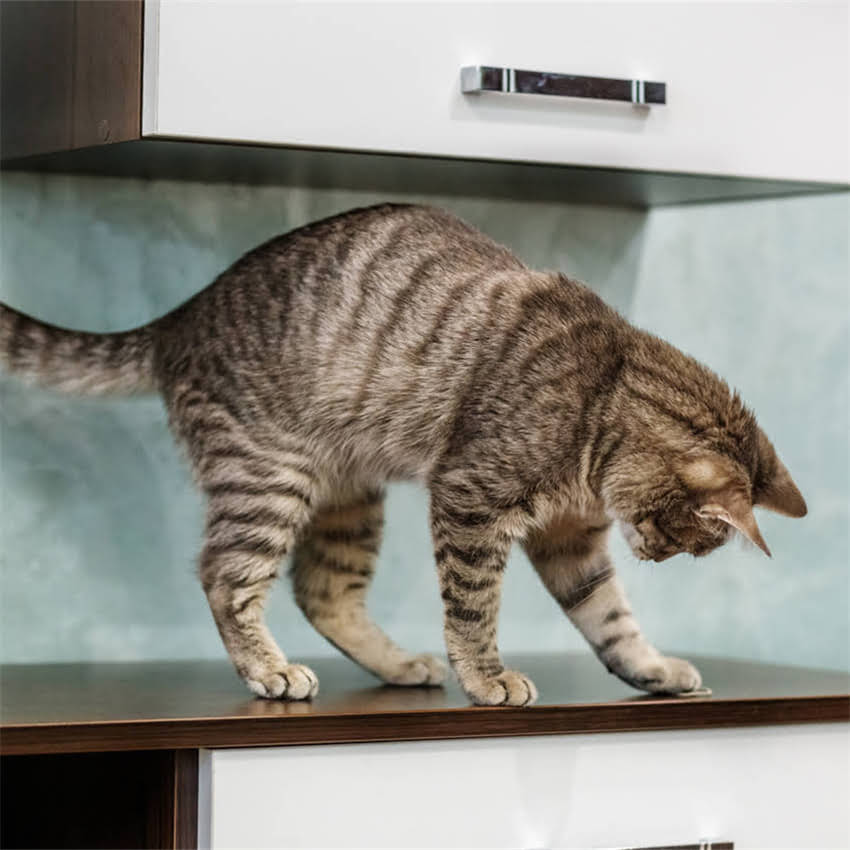 图片 金毛犬接种疫苗后洗澡全攻略：注意事项与科学护理指南2.jpg