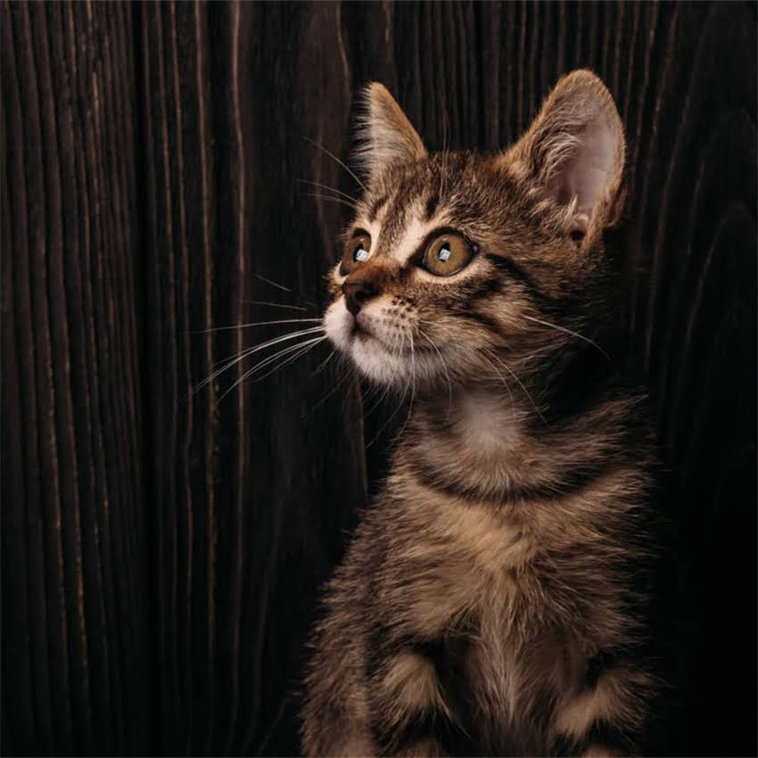 图片 金毛犬智商排名大：科学测评+训练技巧，养狗必看！2.jpg