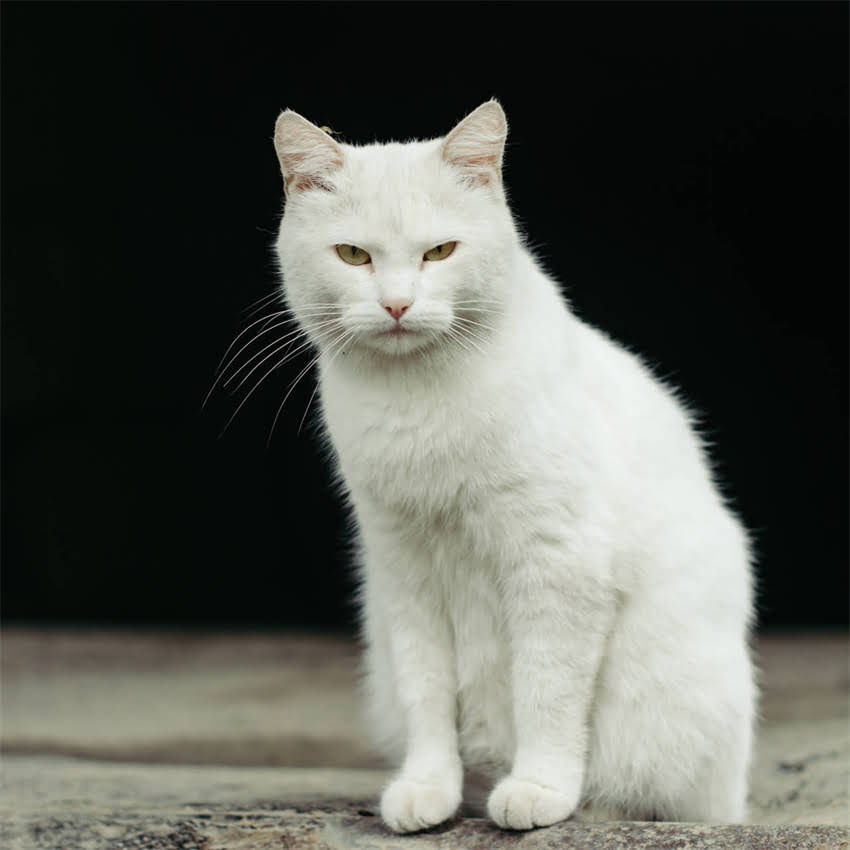 图片 金毛犬每天遛狗多长时间合适？科学指南+注意事项全2.jpg