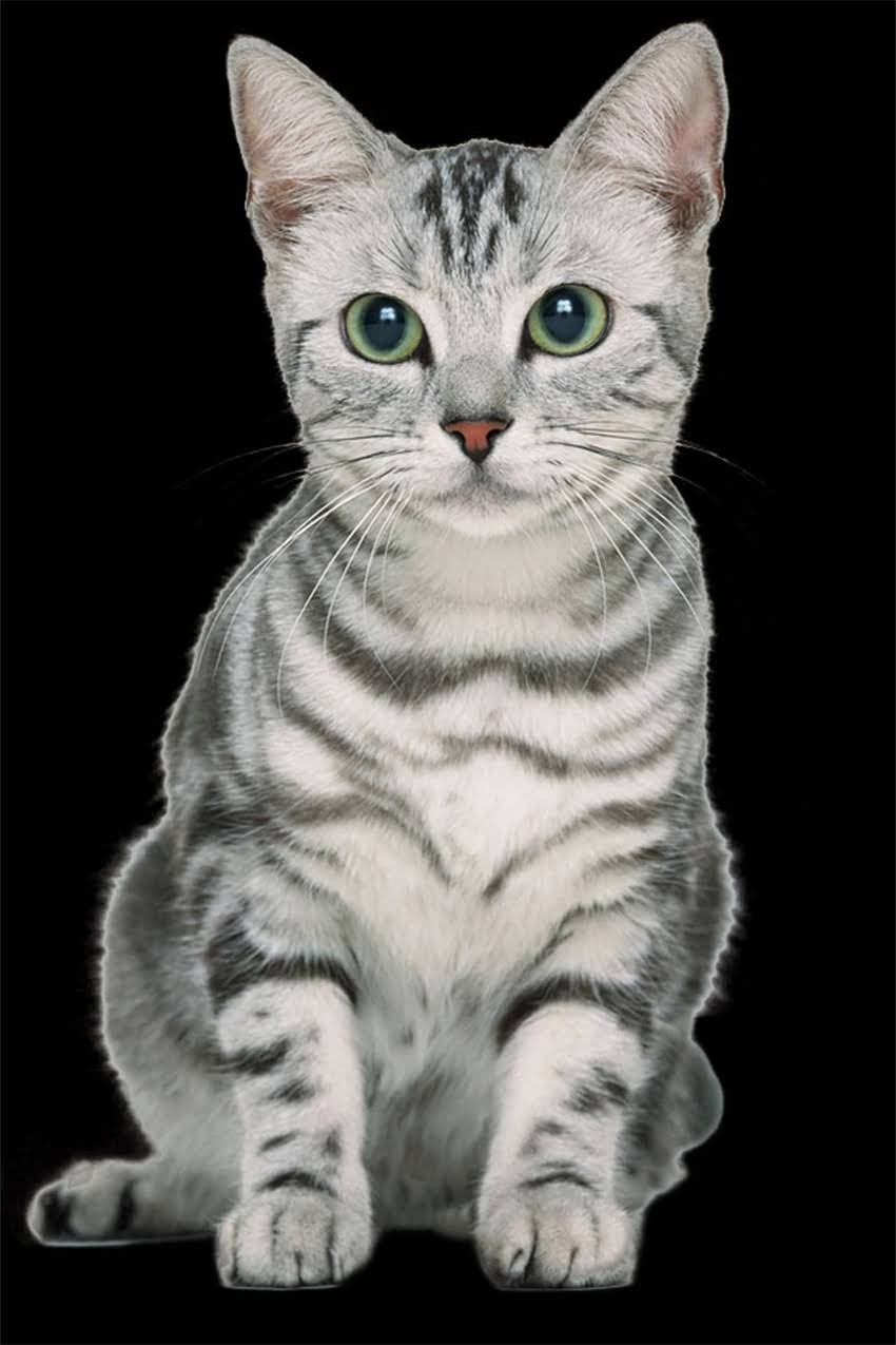 图片 金毛犬流鼻涕颜色与健康关系全：不同颜色对应疾病及科学应对指南2.jpg