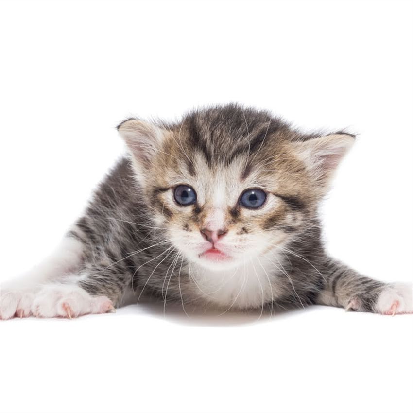 图片 金毛犬游泳训练全攻略：新手主人必看的5个步骤与注意事项（北京上海）.jpg