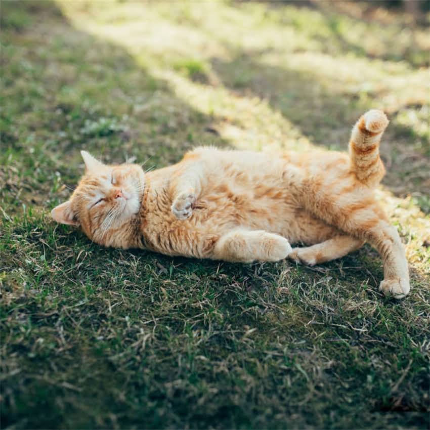 图片 金毛犬游泳训练全攻略：新手主人必看的5个步骤与注意事项（北京上海）2.jpg