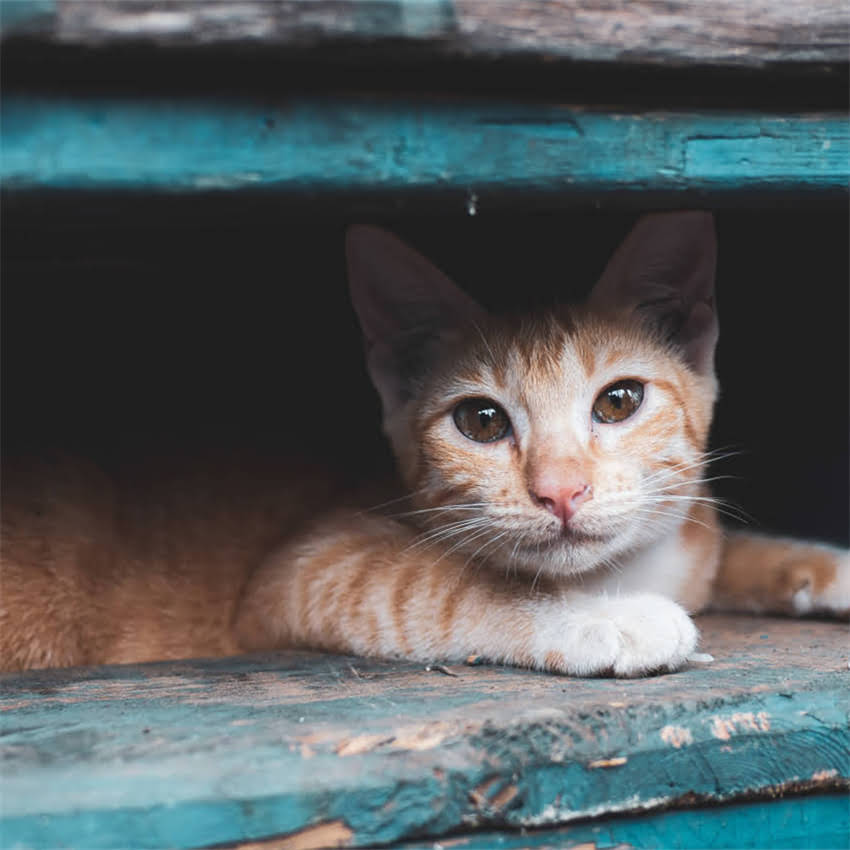 图片 金毛犬眼睛颜色全：从浅金色到深棕色的品种特征与养护指南.jpg