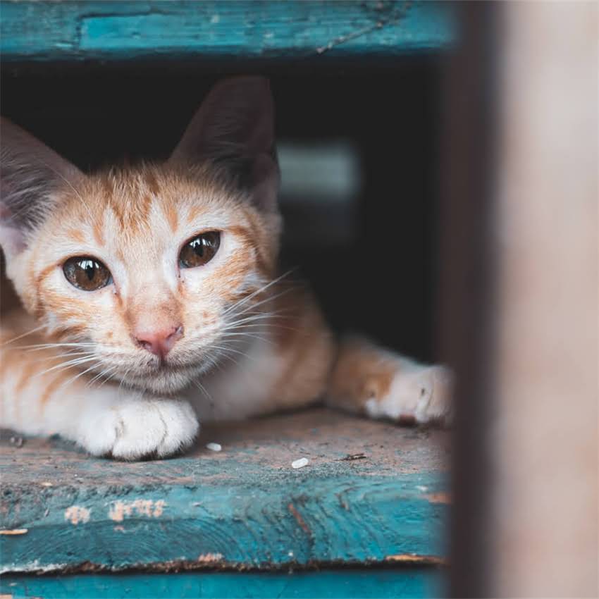 图片 金毛犬眼睛颜色全：从浅金色到深棕色的品种特征与养护指南1.jpg