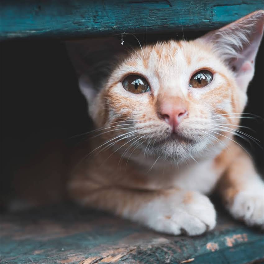 图片 金毛犬着凉腹泻怎么办？5个家庭疗法+3个禁忌，养狗人必看！2.jpg