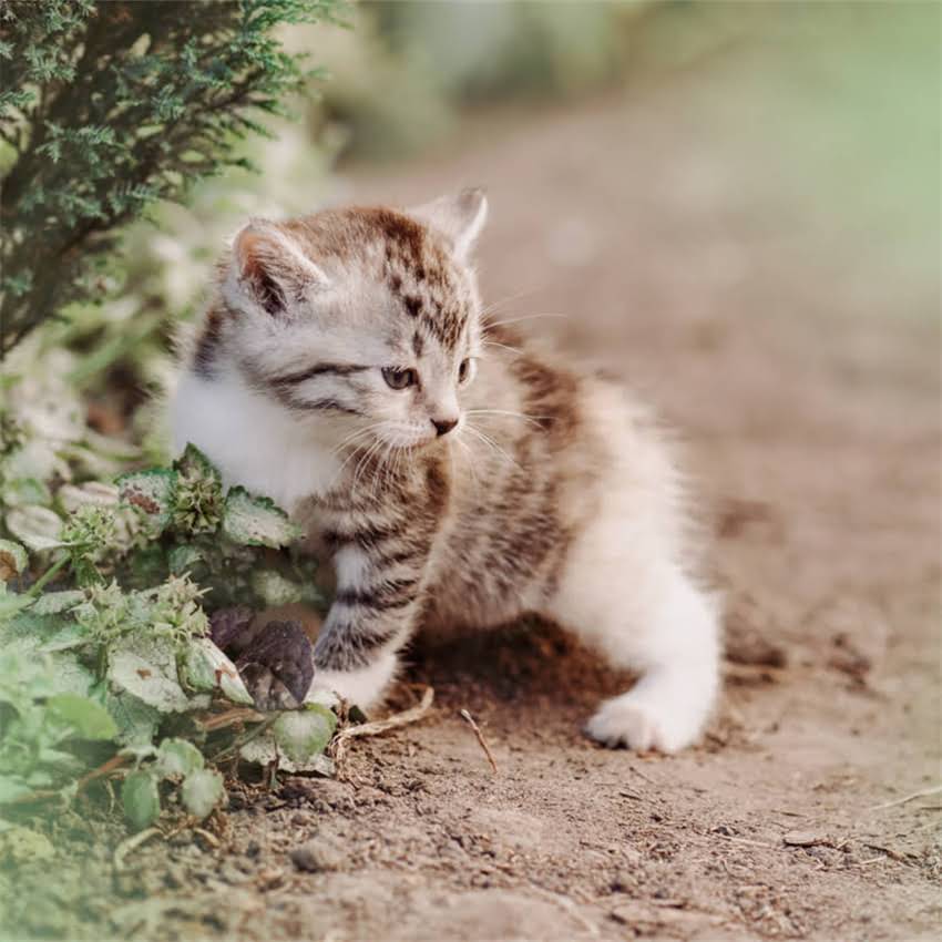 图片 金毛犬纯种多少钱？最新价格表+选购指南（附血统证书）.jpg