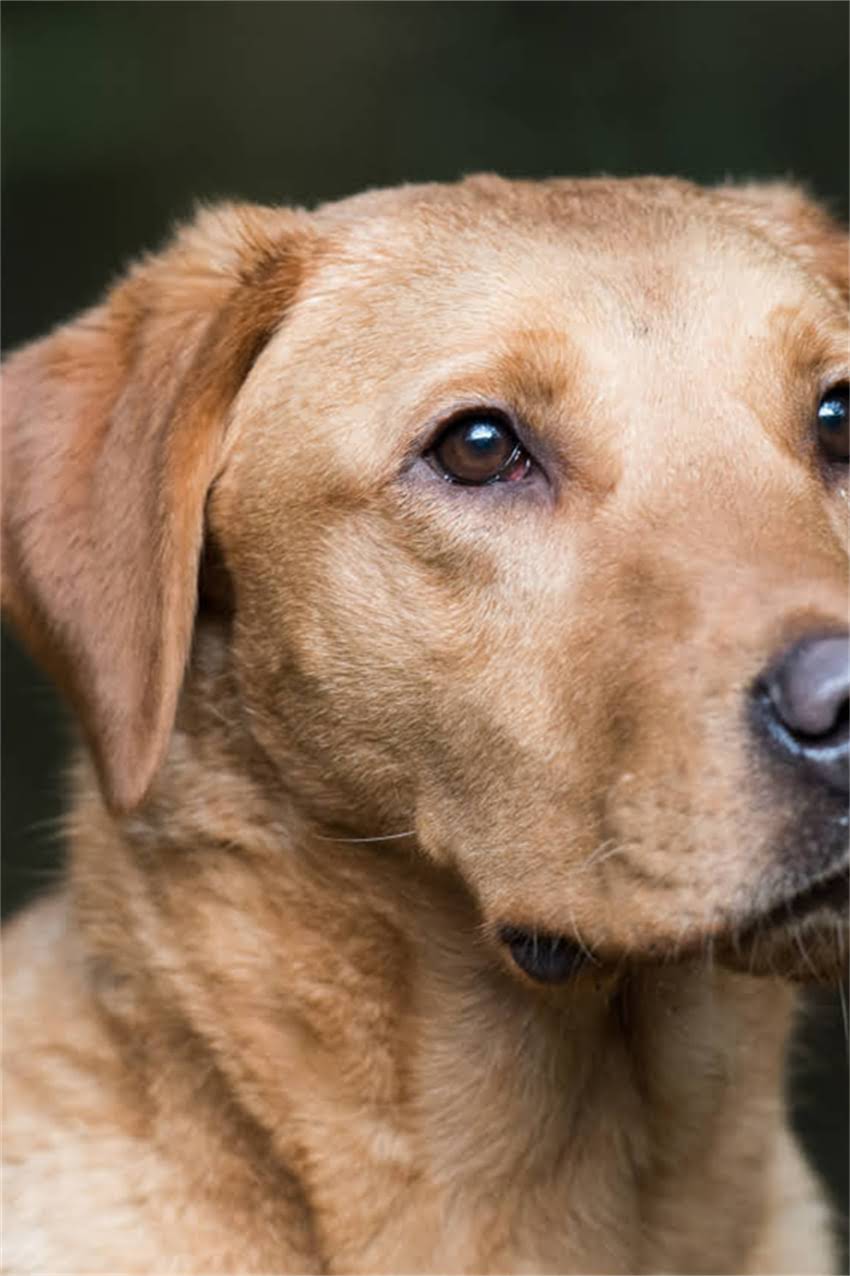 图片 金毛犬纯种多少钱？最新价格表+选购指南（附血统证书）1.jpg