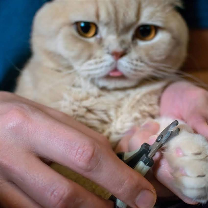 图片 金毛犬能不吃狗粮吗？5种天然食物替代方案及注意事项2.jpg