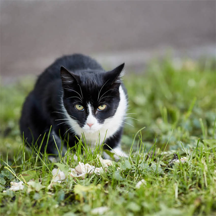 图片 金毛犬能不能喝纯牛奶？幼犬期饮用指南与科学喂养建议1.jpg
