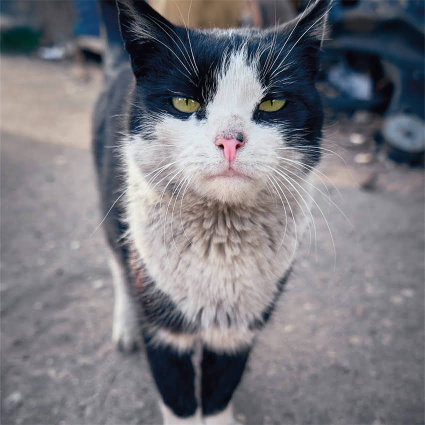 图片 金毛犬能不能喝纯牛奶？幼犬期饮用指南与科学喂养建议2.jpg