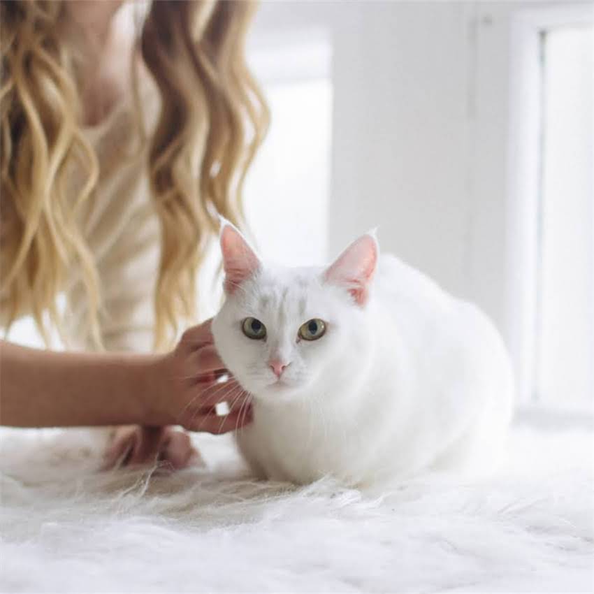 图片 金毛犬能吃咸鸭蛋吗？营养师详解咸鸭蛋对金毛的利弊及科学喂养建议1.jpg