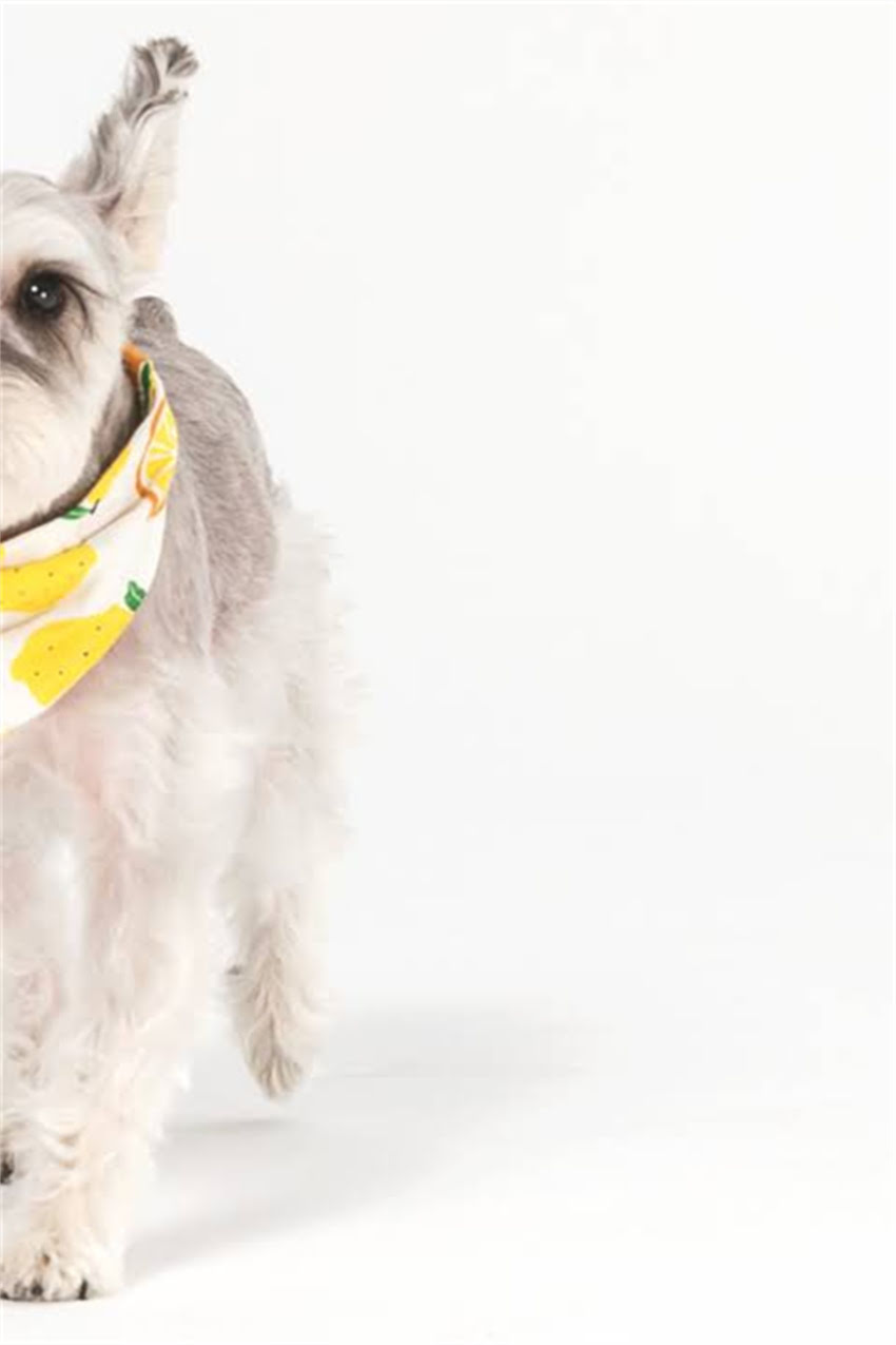 图片 金毛犬能吃地瓜吗？权威营养师解答安全喂养全攻略.jpg