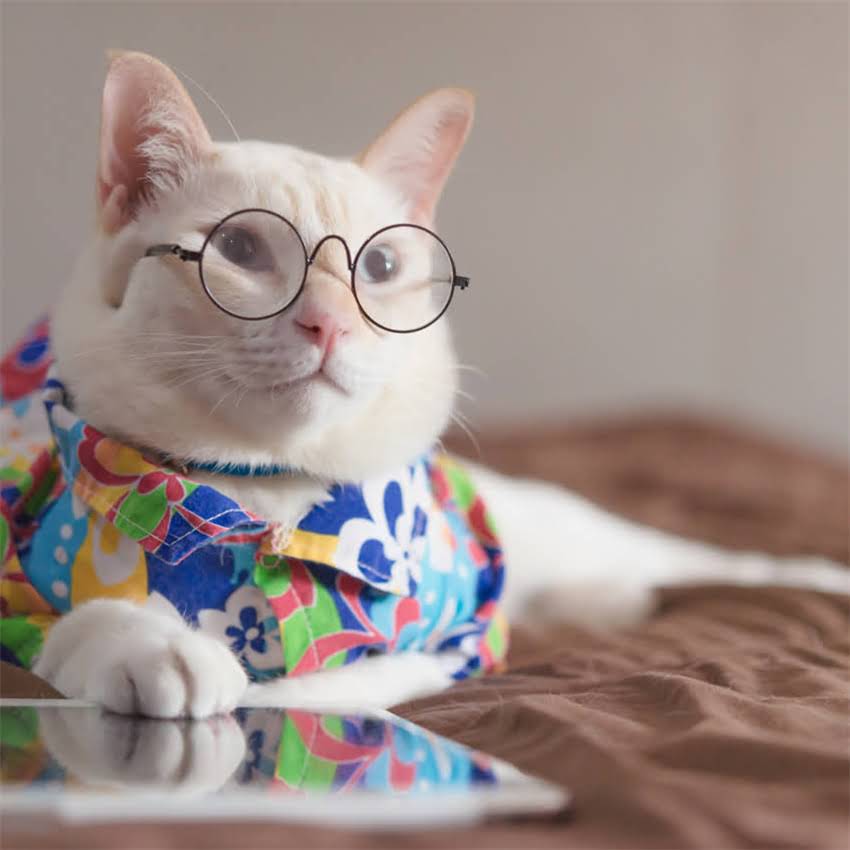 图片 金毛犬能喝奶粉吗？科学喂养指南及注意事项（附配方）.jpg