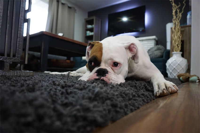 图片 金毛犬能喝葡萄糖吗？全面犬类饮用葡萄糖的安全指南.jpg