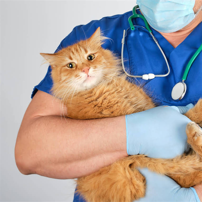 图片 金毛犬能长多高多重？科学饲养指南（附成长曲线表+体型对照图）.jpg