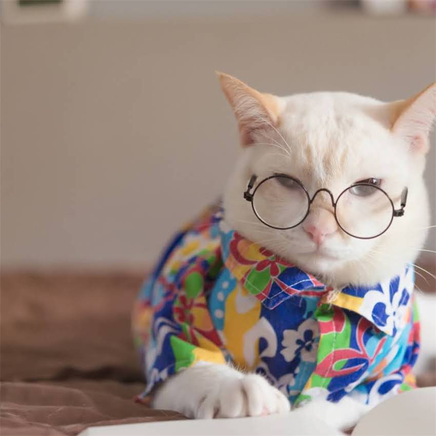 图片 金毛犬能长多高多重？科学饲养指南（附成长曲线表+体型对照图）1.jpg