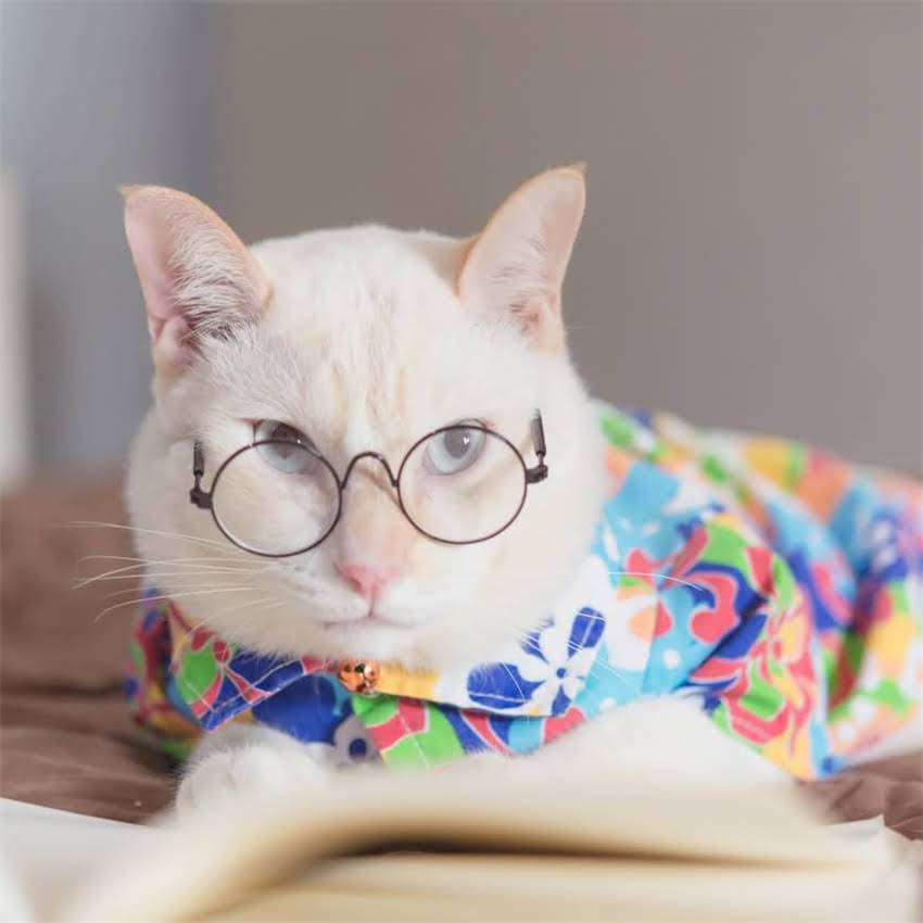 图片 金毛犬腹泻紧急处理指南：5步止泻法+科学饮食调理全攻略（附症状自检表）1.jpg