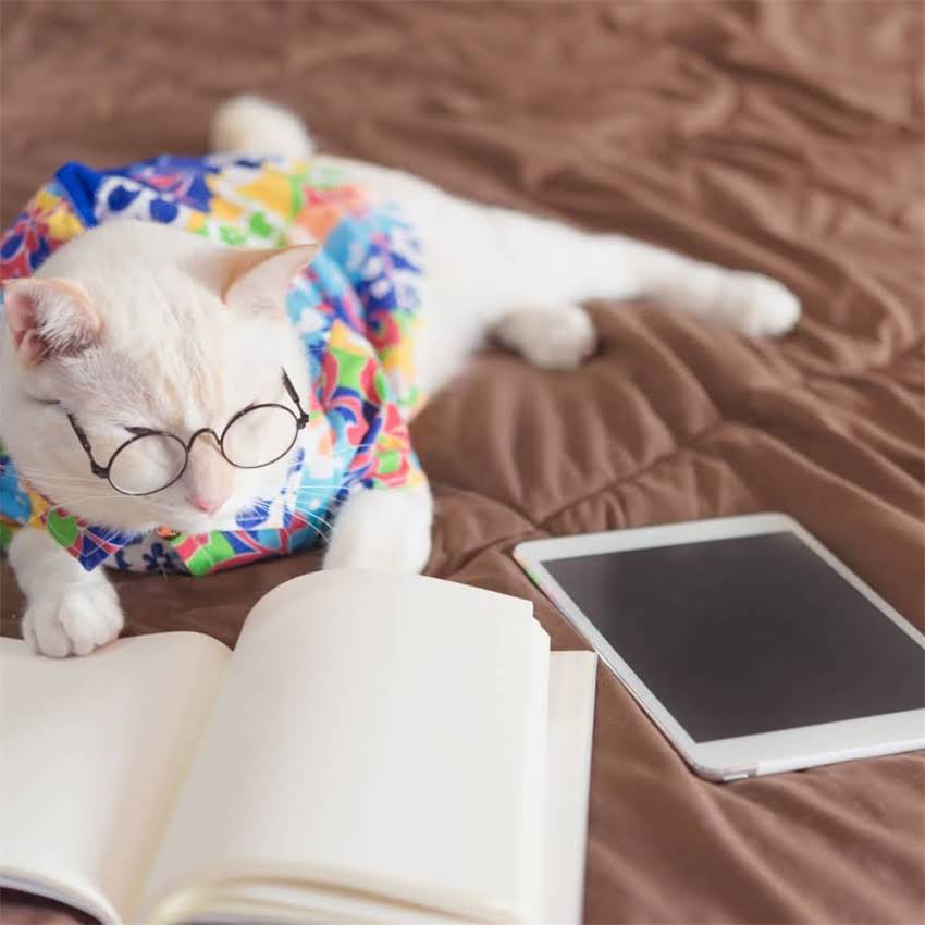 图片 金毛犬腹泻紧急处理指南：5步止泻法+科学饮食调理全攻略（附症状自检表）2.jpg