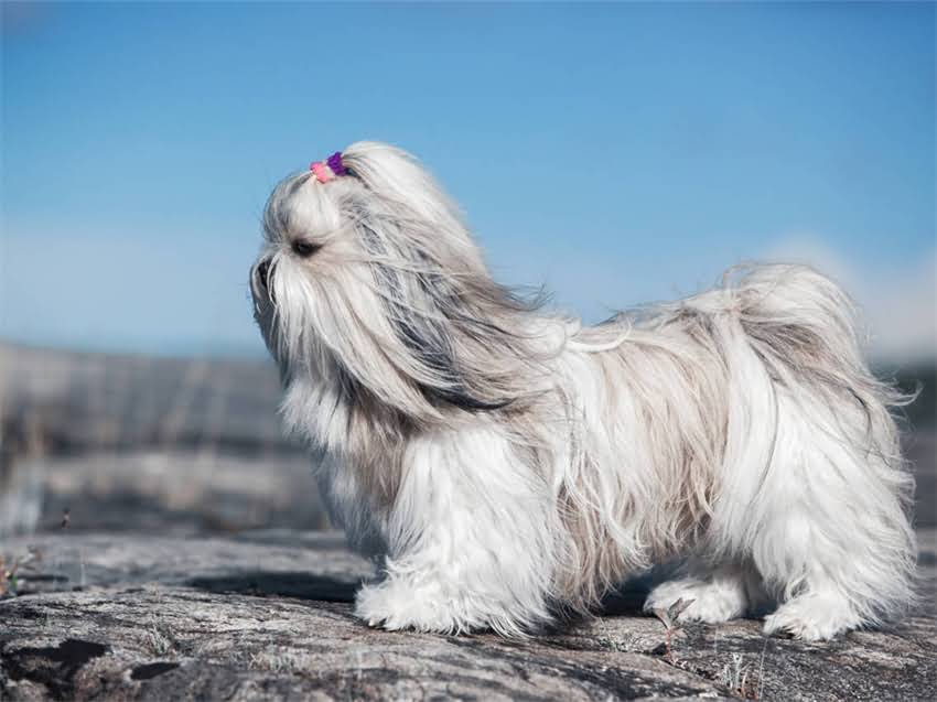图片 金毛犬补钙指南：如何科学选择钙片？附权威推荐品牌及注意事项2.jpg