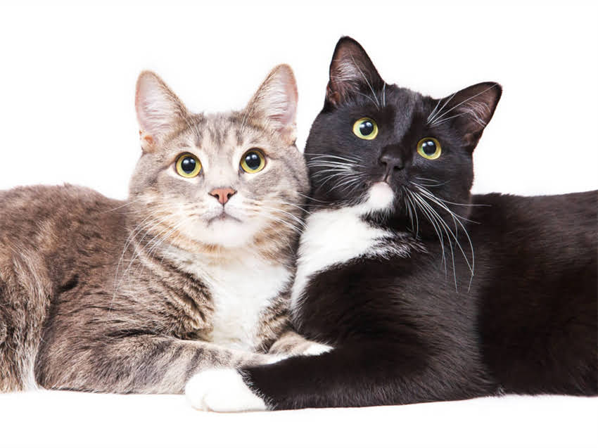 图片 金毛犬训练十原则：新手必看的黄金法则与实操指南（附训练案例）1.jpg