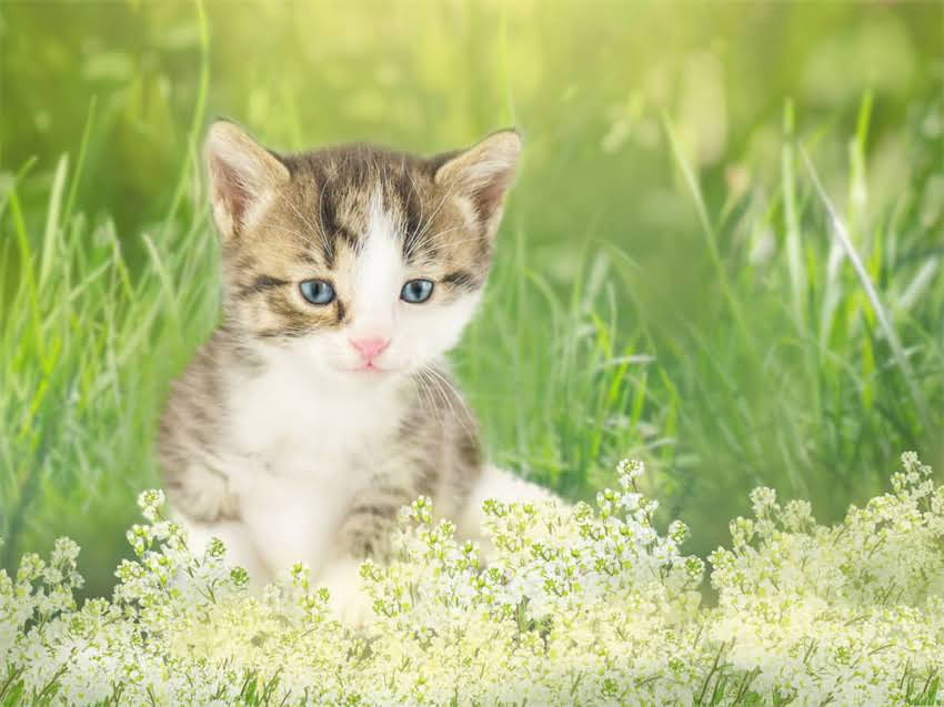 图片 金毛犬误食骨头呕吐怎么办？5个紧急处理步骤+预防措施全1.jpg