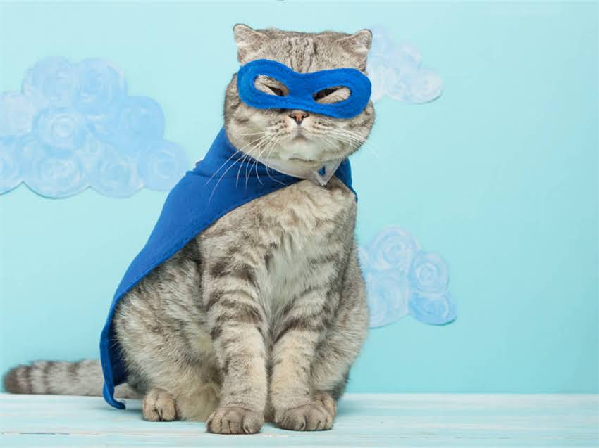 图片 金毛犬身高体长标准比例及饲养指南（附详细尺寸对照表）.jpg