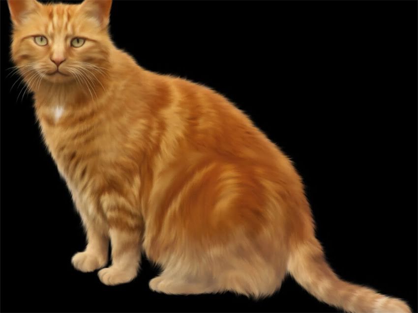 图片 金毛犬身高体长标准比例及饲养指南（附详细尺寸对照表）1.jpg