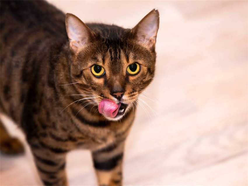 图片 金毛犬鼻子发红怎么办？原因与专业护理指南.jpg