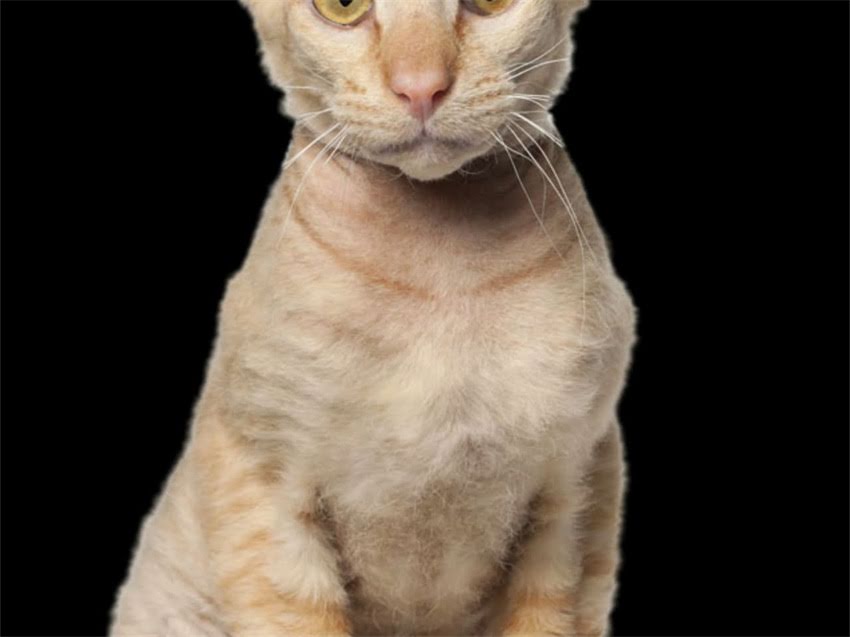 图片 金毛飞耳是什么意思？最新及使用场景全指南2.jpg