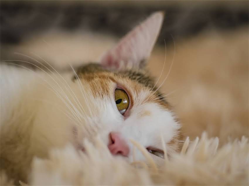 图片 金粉龙猫有耳斑吗？权威解答与品种特征全.jpg