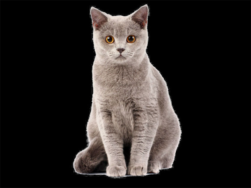 图片 铁包金吉娃娃成年后养护全攻略：健康监测、饮食管理、训练要点一篇说清！.jpg