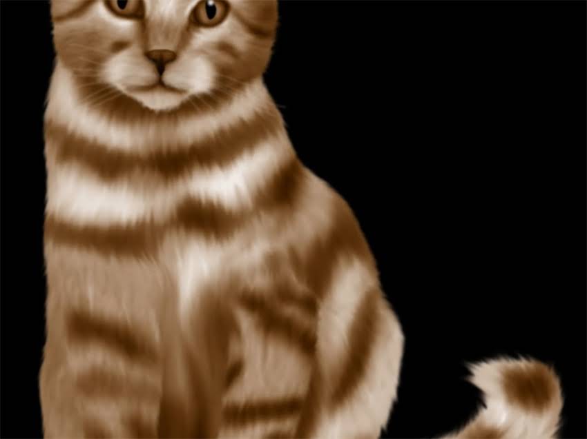 图片 铁包金吉娃娃成年后养护全攻略：健康监测、饮食管理、训练要点一篇说清！1.jpg