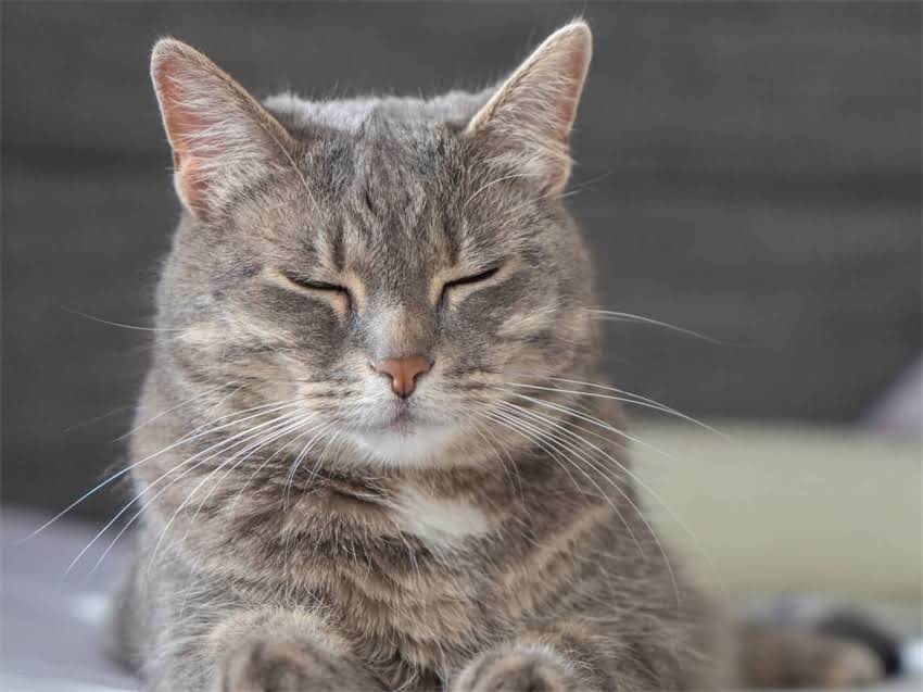 图片 铁包金狗狗是什么意思？工艺、寓意与选购技巧（附价格参考）.jpg