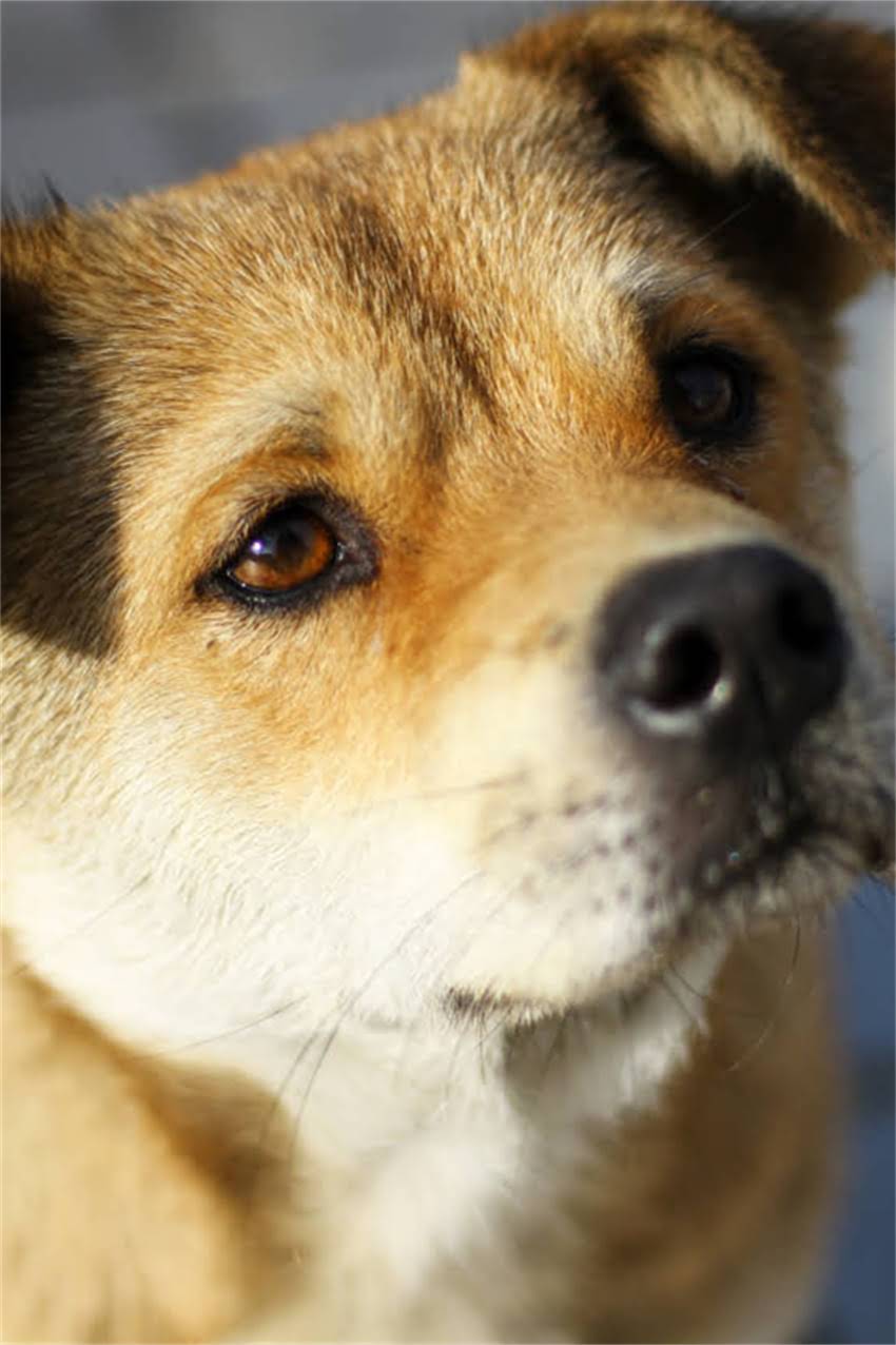 图片 铁包金狗狗是什么意思？工艺、寓意与选购技巧（附价格参考）1.jpg