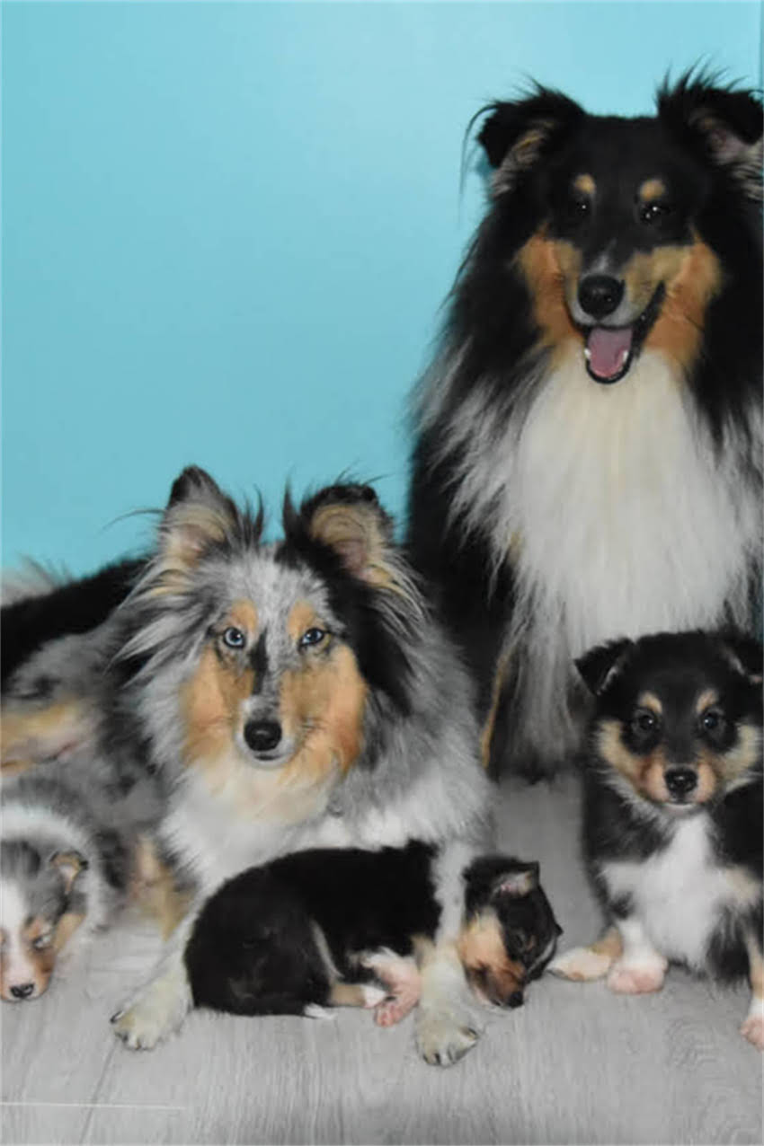 图片 银狐犬纯种鉴别指南：5大核心特征+3步验证法（附国家标准血统证书查询教程）.jpg