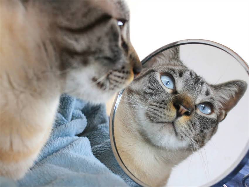 图片 长春市哪里买迷你雪纳瑞？最新价格及领养指南.jpg