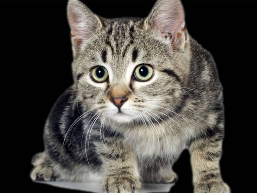 图片 长春市哪里买迷你雪纳瑞？最新价格及领养指南1.jpg