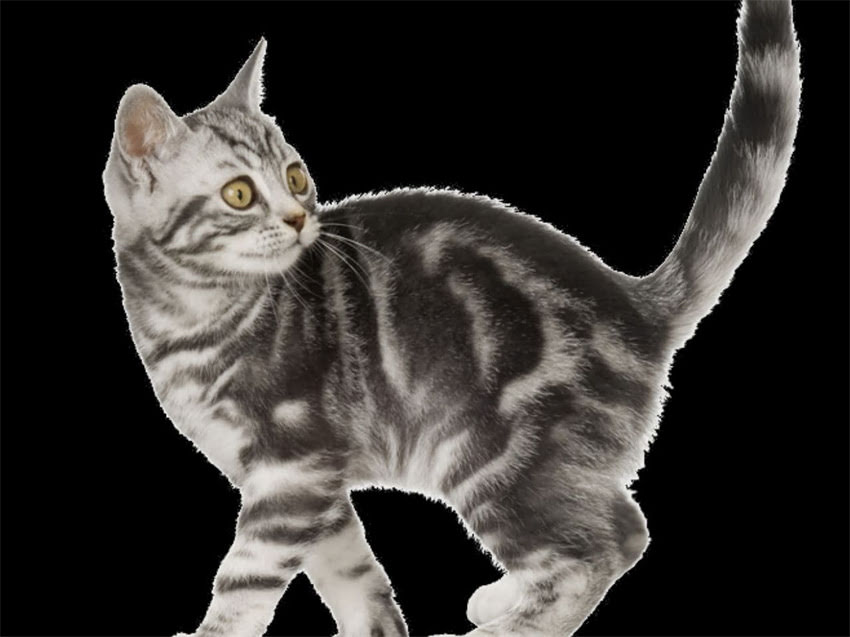 图片 长春德牧幼犬低价促销200元起品种保障健康疫苗齐全.jpg