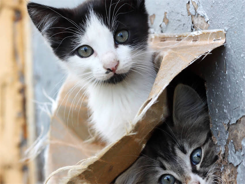 图片 长春长春天宇阿拉斯加深度12日游超全攻略：低成本解锁极光秘境+冰川探险+冰雪小镇全体验1.jpg