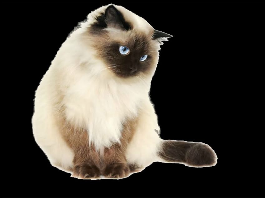 图片 长春长春天宇阿拉斯加深度12日游超全攻略：低成本解锁极光秘境+冰川探险+冰雪小镇全体验2.jpg