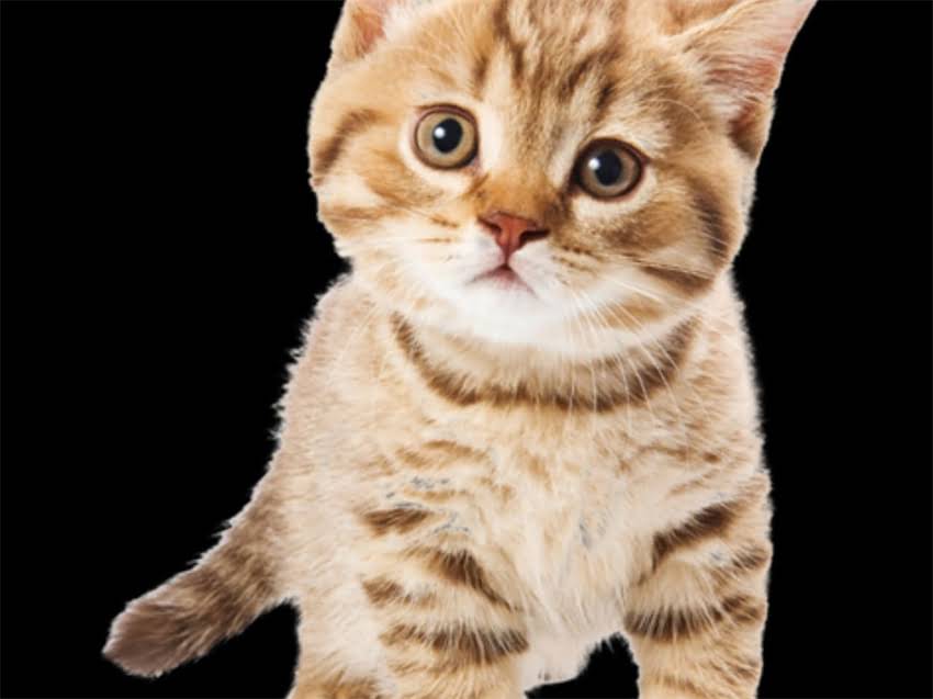 图片 长毛吉娃娃×小鹿犬杂交犬种全！优缺点+养护指南🐾.jpg