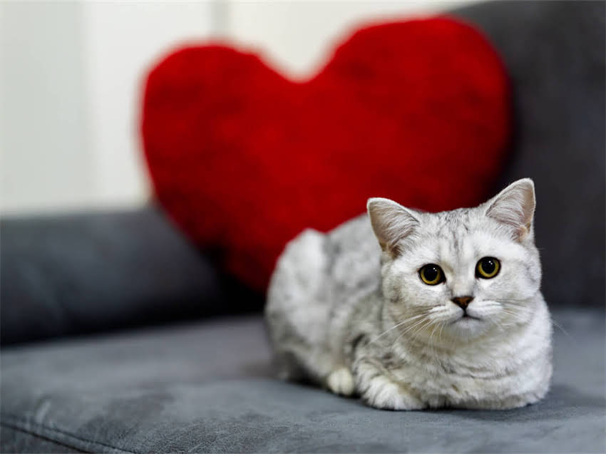 图片 长毛吉娃娃×小鹿犬杂交犬种全！优缺点+养护指南🐾1.jpg