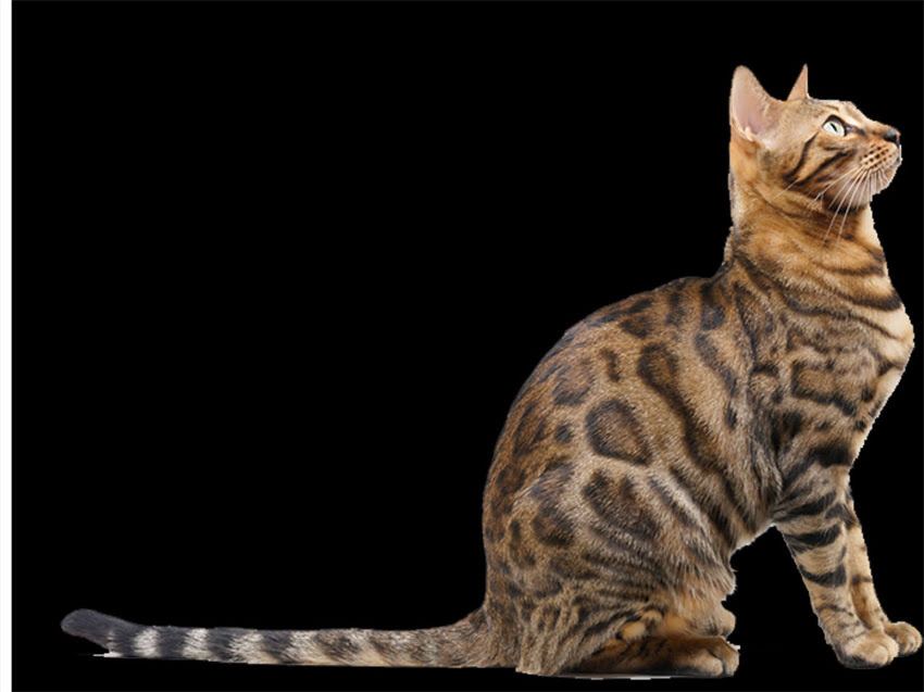 图片 长毛吉娃娃×小鹿犬杂交犬种全！优缺点+养护指南🐾2.jpg