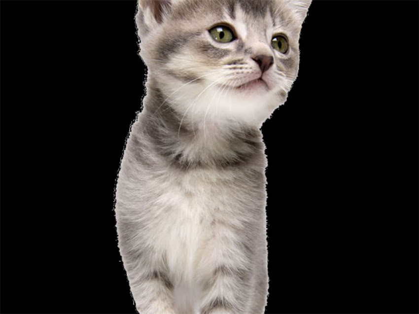 图片 长毛吉娃娃串串狗全：品种特征、饲养技巧与疾病预防指南.jpg